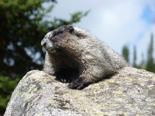Photo of Marmota caligata by Krysia Tuttle